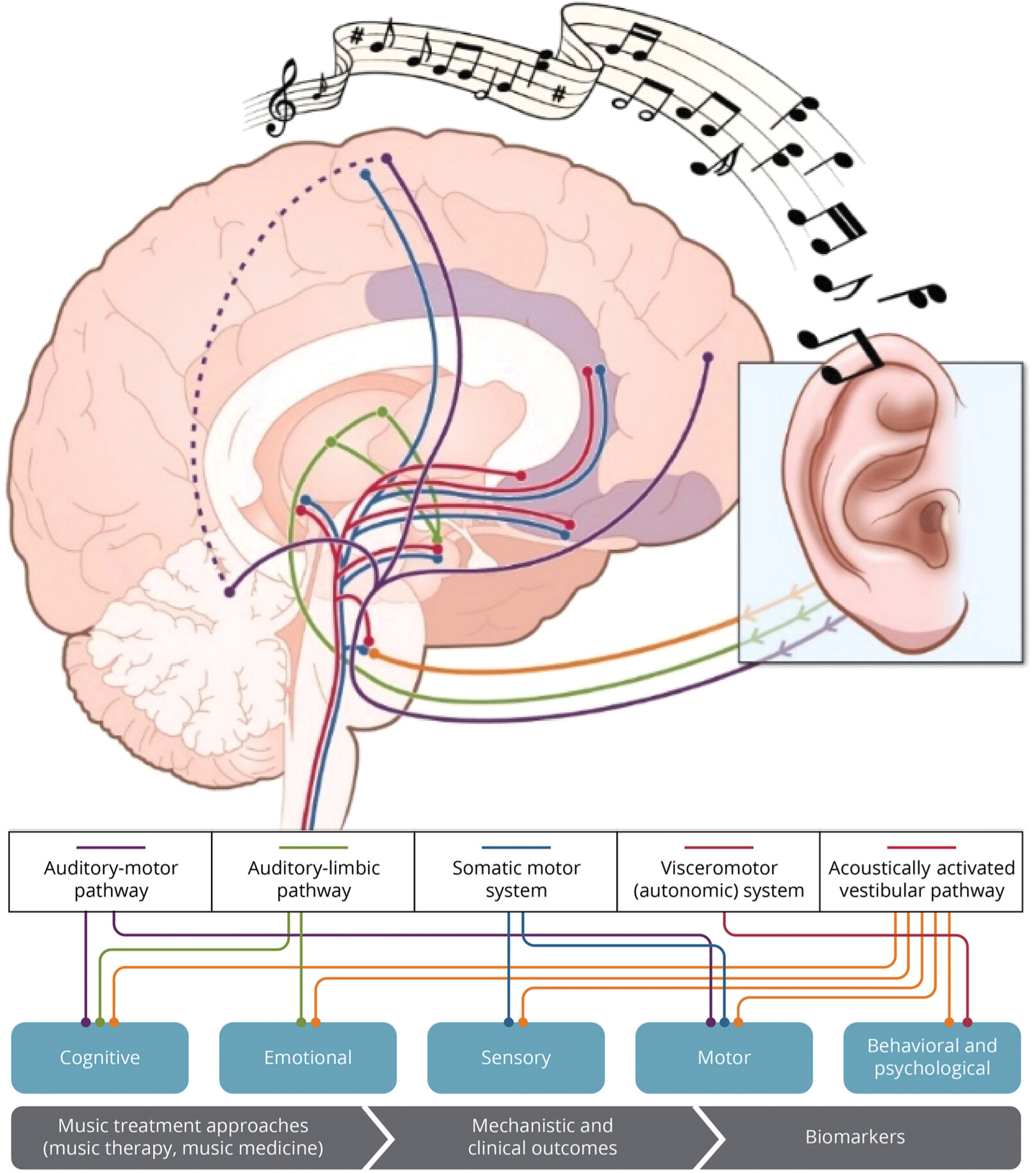 Source: Koelsch, Stefan. Nature Reviews Neuroscience. “Brain Correlates of Music-Evoked Emotions”. https://www.nature.com/articles/nrn3666