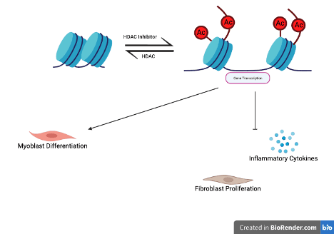 HDAC: histone deacetylase, Ac: acetyl groups (Click to enlarge)